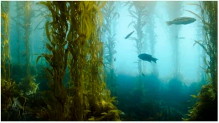 Hamarosan a Kelp Biofuel meghajthatja autóinkat és repülőgépeinket