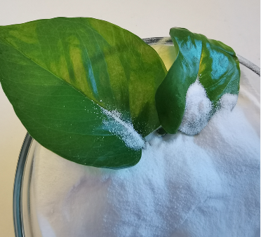 Pure White Power Potassium Nitrate